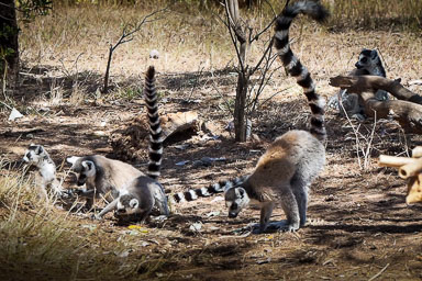 Madagaskar -  2016